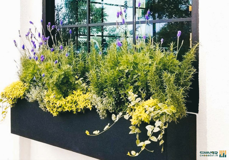 قیمت فلاور باکس دیجی کالا