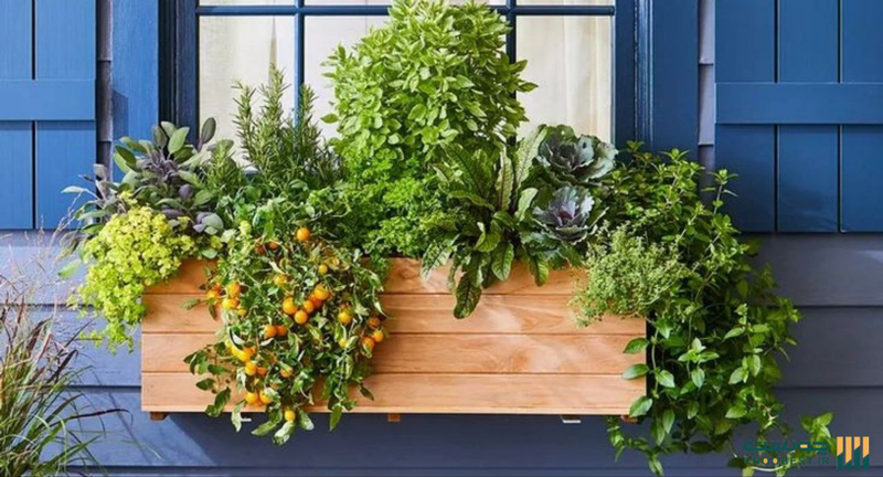 قیمت فلاور باکس دیجی کالا