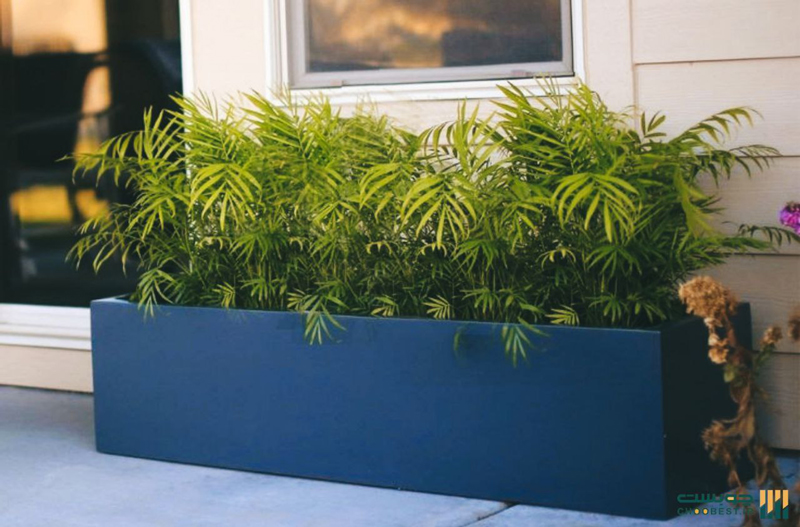 قیمت فلاور باکس دیجی کالا